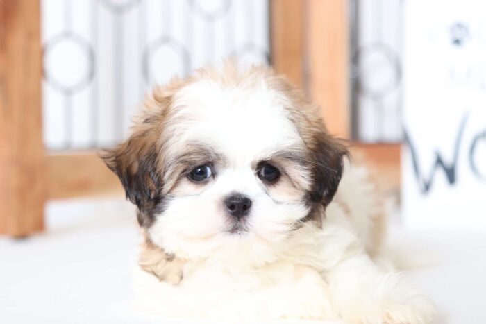 Kerri - Precious ACA Female Imperial Shih-Tzu Puppy - Image 2