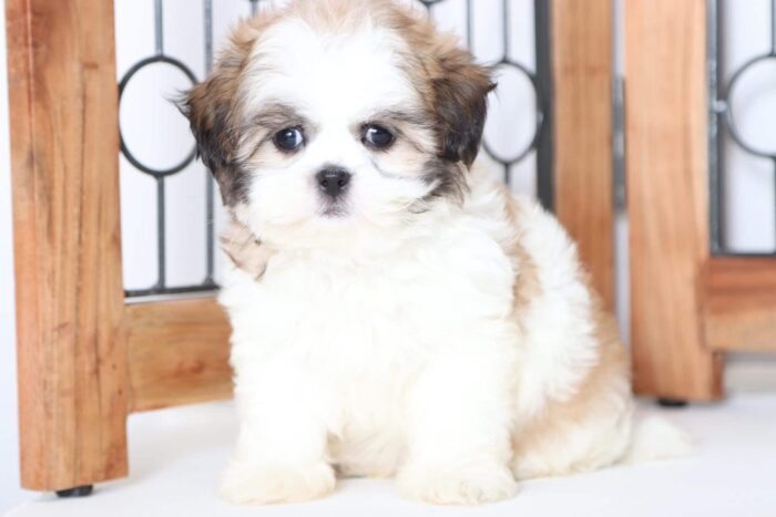 Kerri - Precious ACA Female Imperial Shih-Tzu Puppy - Image 3