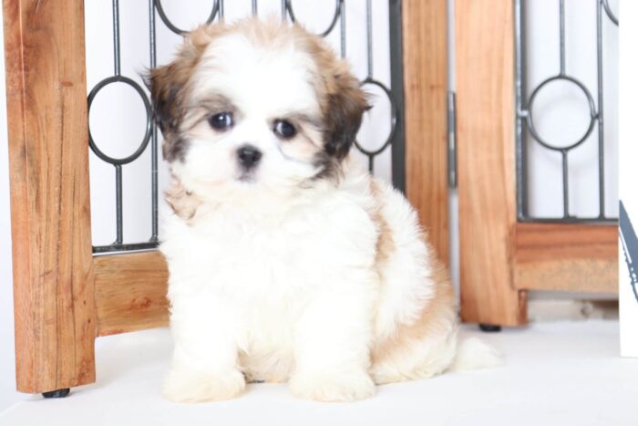 Kerri - Precious ACA Female Imperial Shih-Tzu Puppy - Image 4