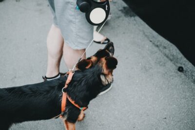 Retractable leash