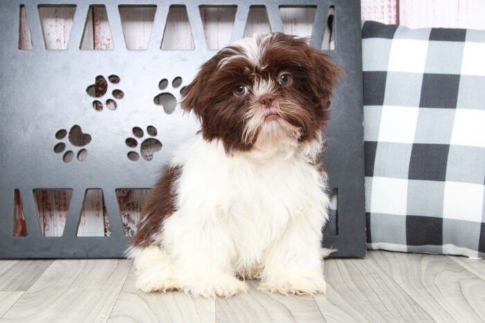 Kevin - Clever ACA Brn/Wht Male Shih-Tzu Puppy