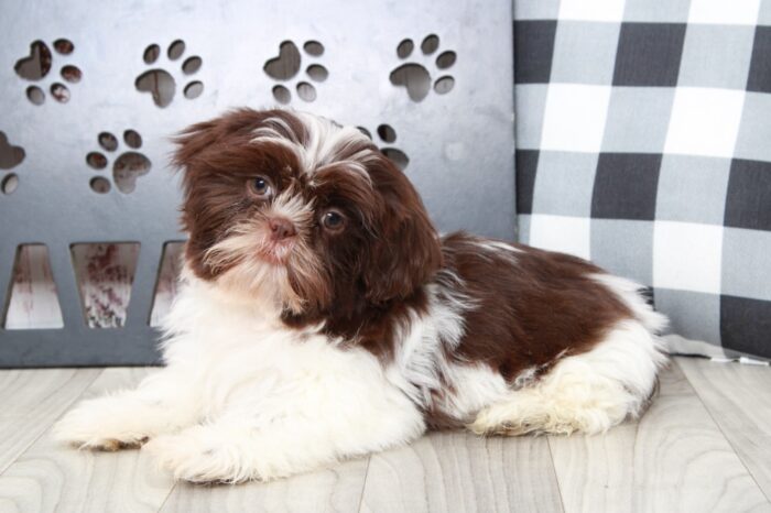 Kevin - Clever ACA Brn/Wht Male Shih-Tzu Puppy - Image 2