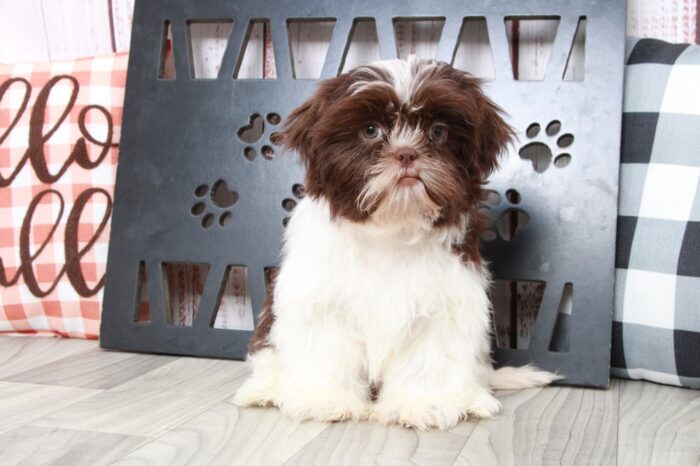 Kevin - Clever ACA Brn/Wht Male Shih-Tzu Puppy - Image 5