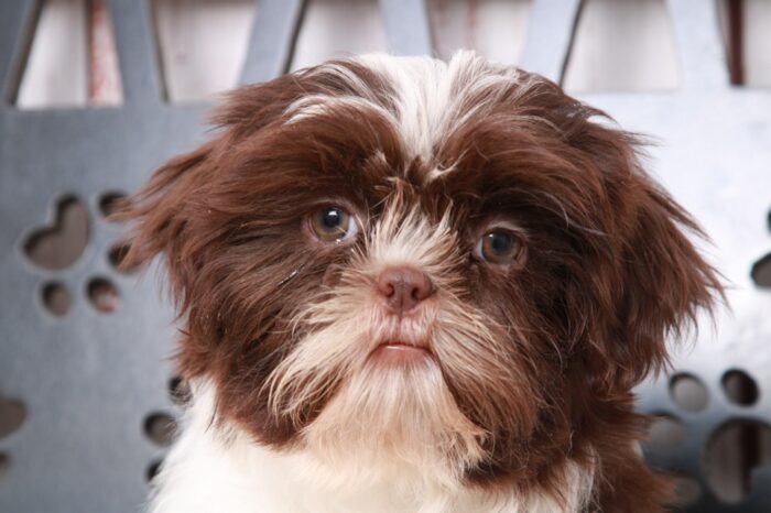 Kevin - Clever ACA Brn/Wht Male Shih-Tzu Puppy - Image 4