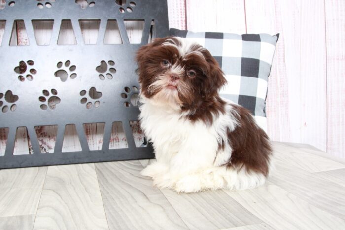 Kevin - Clever ACA Brn/Wht Male Shih-Tzu Puppy - Image 3