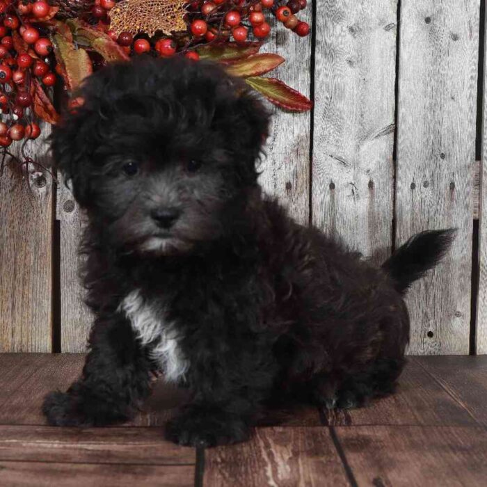 Kim- Precious Teddy Bear