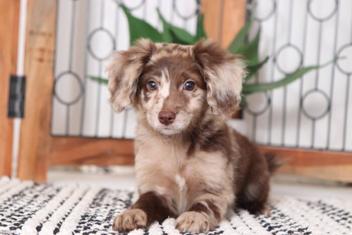 Kimberly - Adorable Female F1B Chocolate Merle Mini Goldendoodle Puppy
