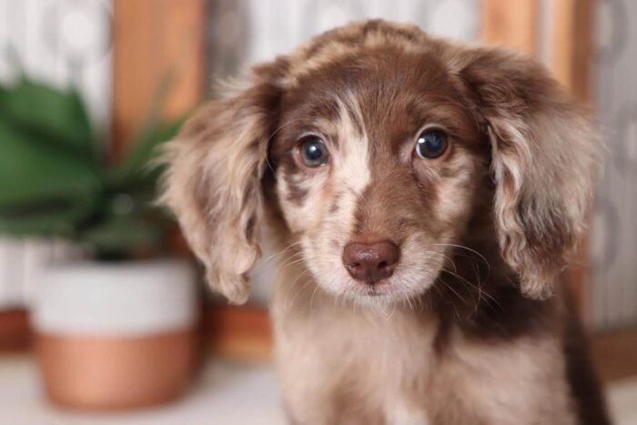 Kimberly - Adorable Female F1B Chocolate Merle Mini Goldendoodle Puppy - Image 2