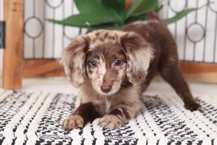 Kimberly - Adorable Female F1B Chocolate Merle Mini Goldendoodle Puppy - Image 3