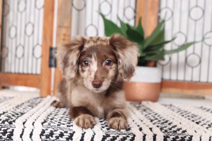 Kimberly - Adorable Female F1B Chocolate Merle Mini Goldendoodle Puppy - Image 4