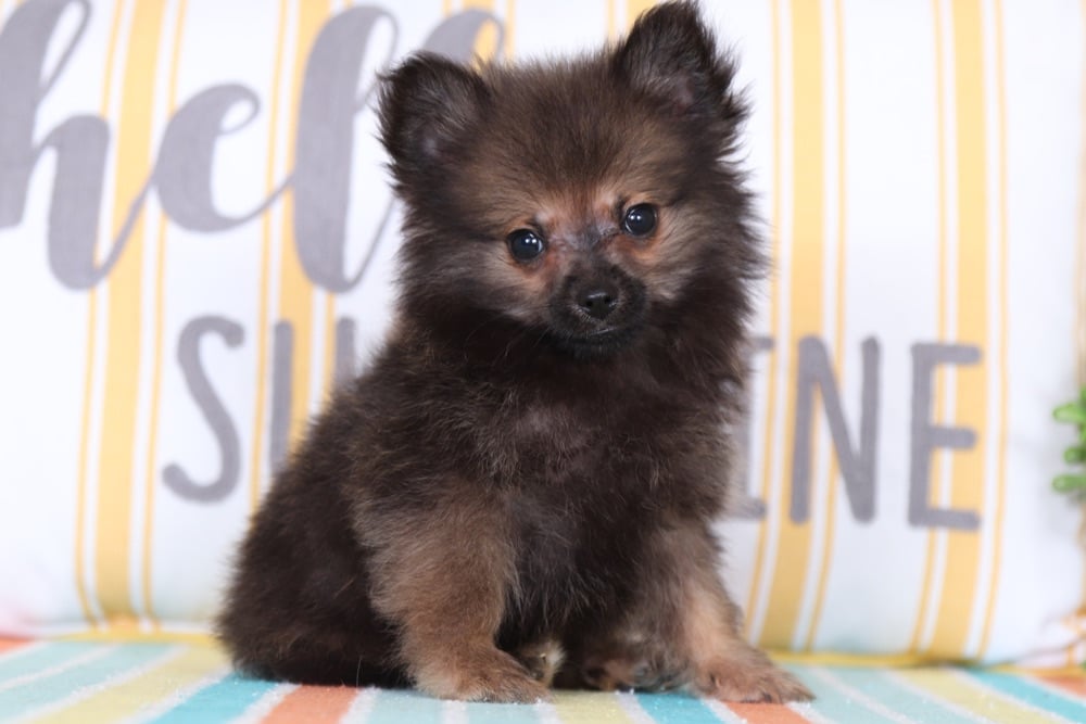 Kingsley - Awesome, Teacup, Pomeranian