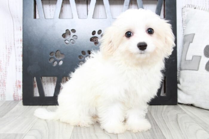 Kinley - Precious Female Cavachon Puppy