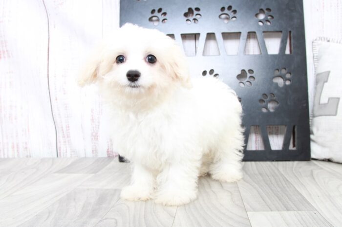 Kinley - Precious Female Cavachon Puppy - Image 2
