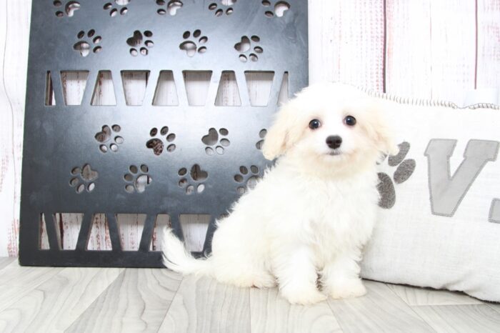 Kinley - Precious Female Cavachon Puppy - Image 5