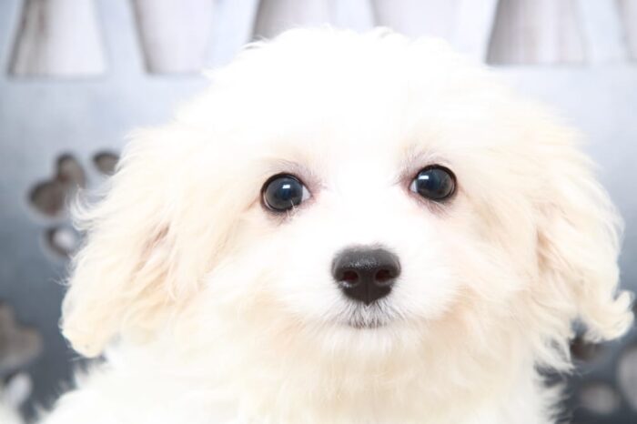 Kinley - Precious Female Cavachon Puppy - Image 4