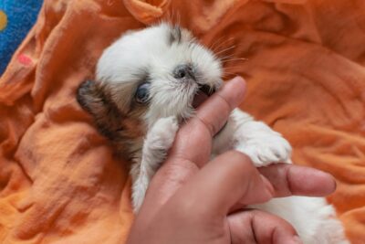 Shih Tzu Price