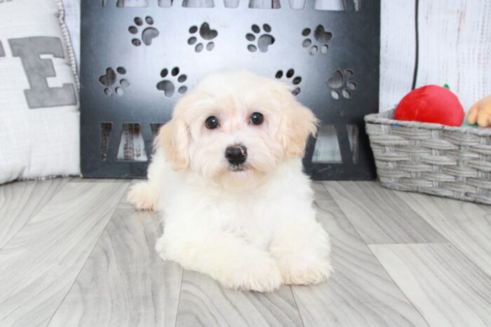 Kirby - Spunky Male ICA Mini Poodle Puppy