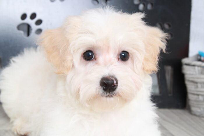 Kirby - Spunky Male ICA Mini Poodle Puppy - Image 4