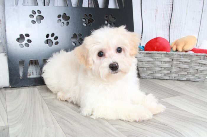 Kirby - Spunky Male ICA Mini Poodle Puppy - Image 3