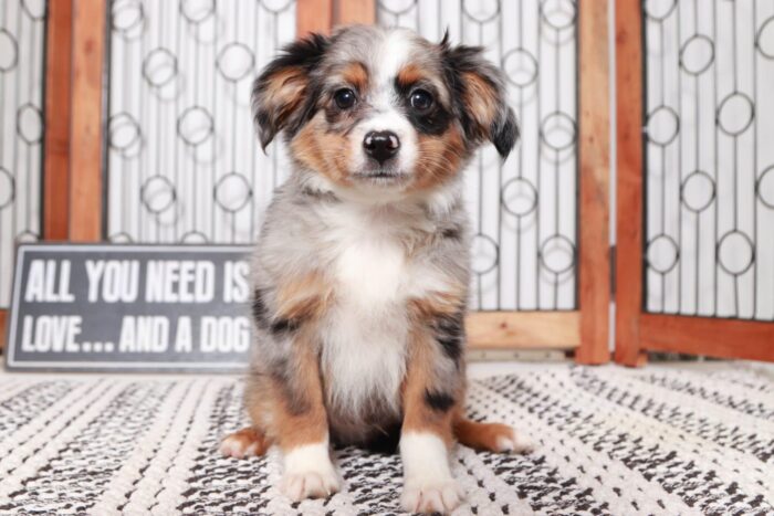 Kirk- Sweet Blue Merle Male ACA Mini Aussie Puppy