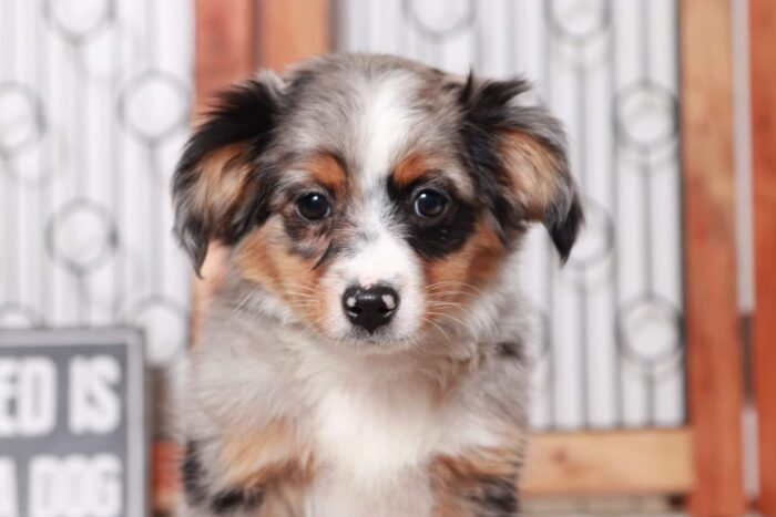 Kirk- Sweet Blue Merle Male ACA Mini Aussie Puppy - Image 2