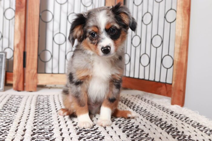 Kirk- Sweet Blue Merle Male ACA Mini Aussie Puppy - Image 3