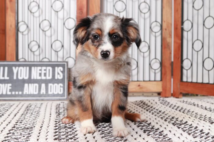 Kirk- Sweet Blue Merle Male ACA Mini Aussie Puppy - Image 4