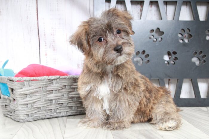Kobe- Clever Male Yochon Puppy