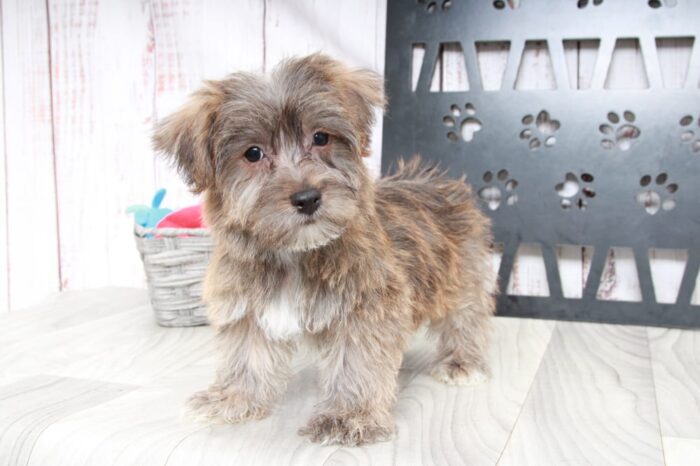 Kobe- Clever Male Yochon Puppy - Image 2