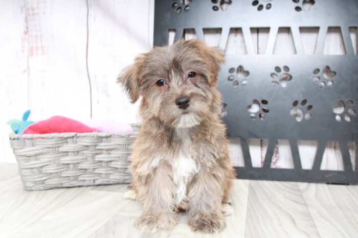 Kobe- Clever Male Yochon Puppy - Image 4