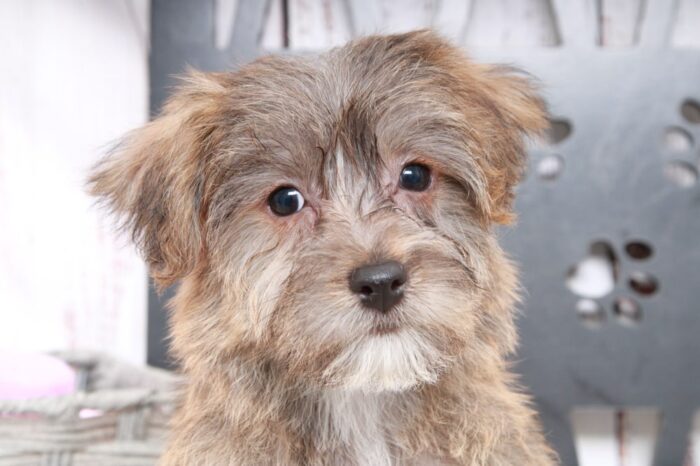 Kobe- Clever Male Yochon Puppy - Image 3