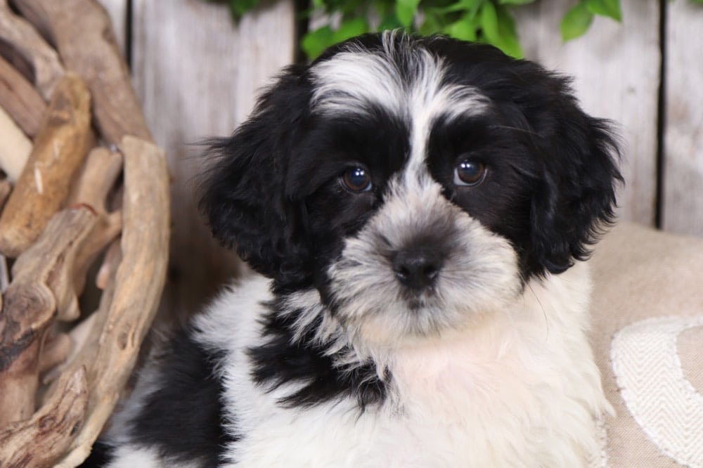 Kojak Dapper Teddy Bear Puppies Online