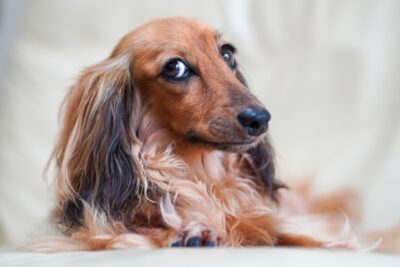 Long Haired Dachshund laying down