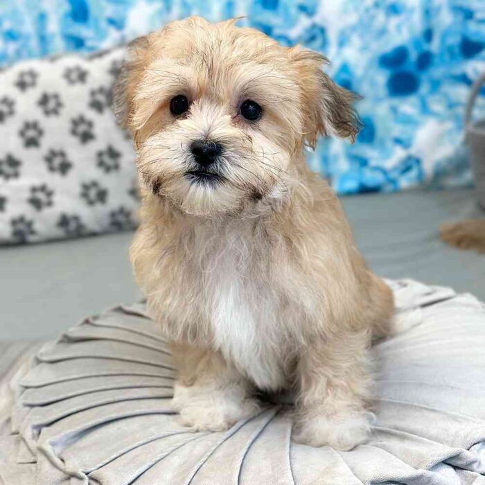 Kolson- Cuddly Little Havanese Puppy