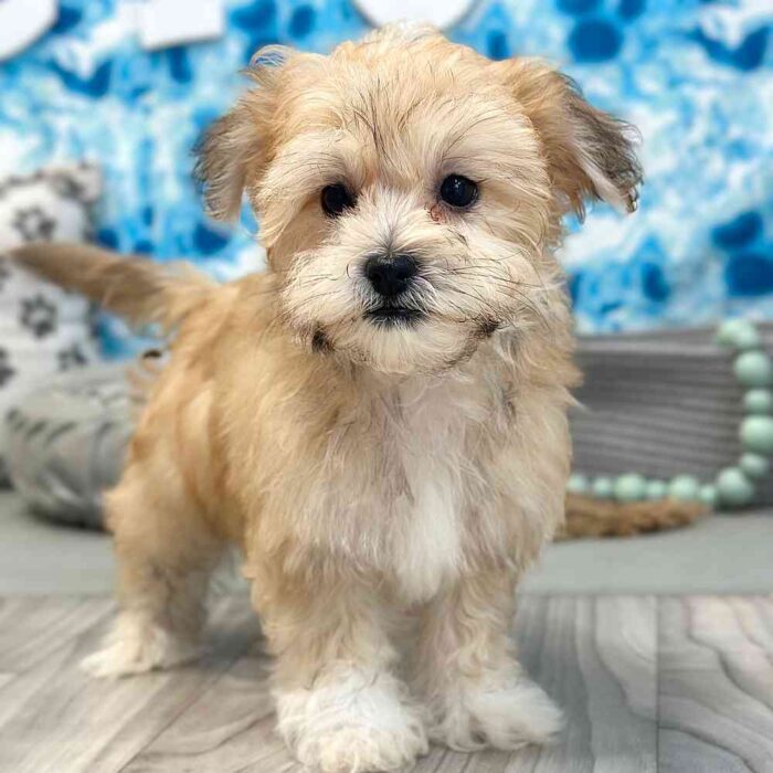 Kolson- Cuddly Little Havanese Puppy - Image 5