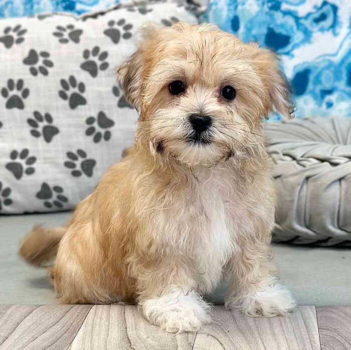 Kolson- Cuddly Little Havanese Puppy - Image 4