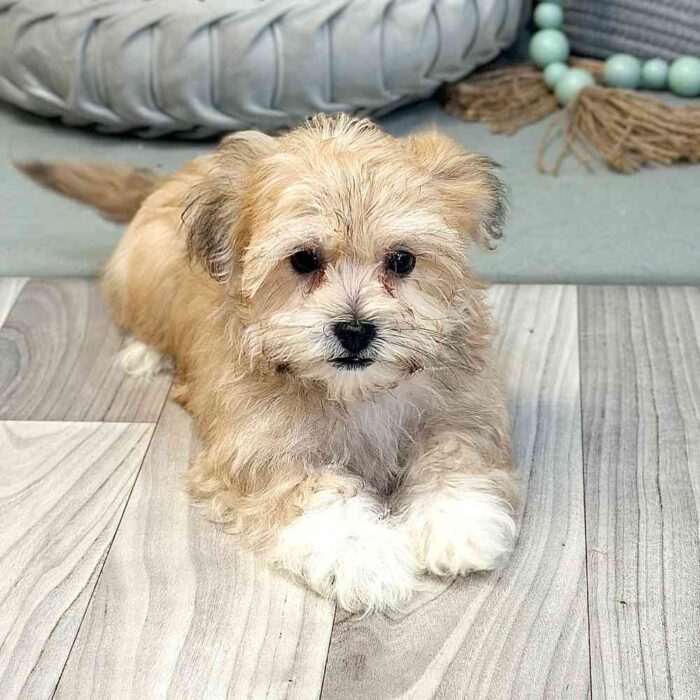 Kolson- Cuddly Little Havanese Puppy - Image 3