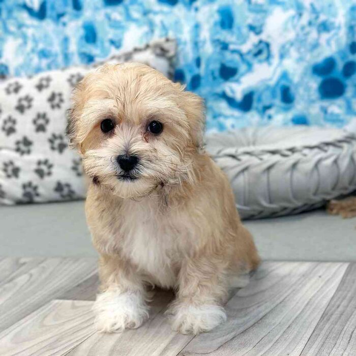 Kolson- Cuddly Little Havanese Puppy - Image 2