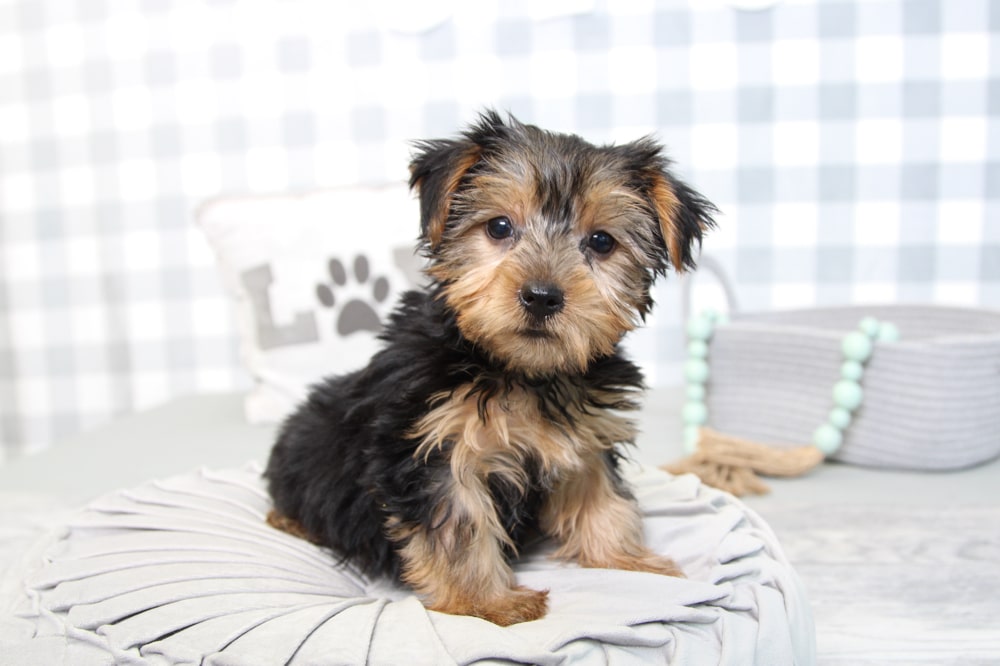 Korey - Clever ACA Tan/Black Male Yorkie Puppy - Image 5