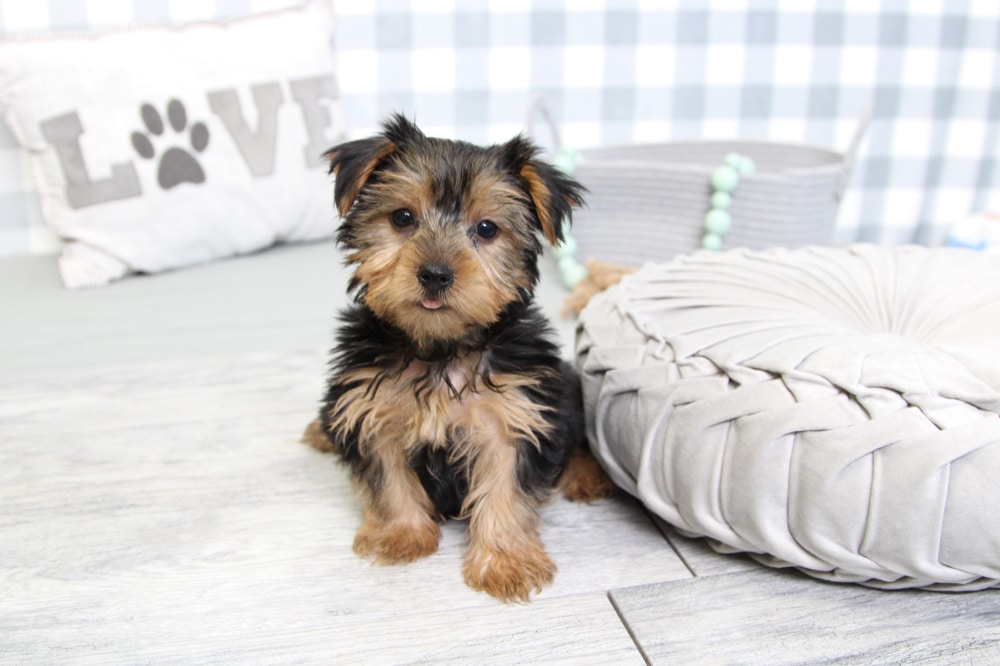 Korey - Clever ACA Tan/Black Male Yorkie Puppy - Image 4
