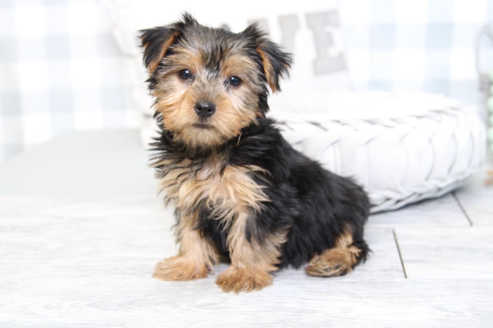 Korey - Clever ACA Tan/Black Male Yorkie Puppy - Image 3
