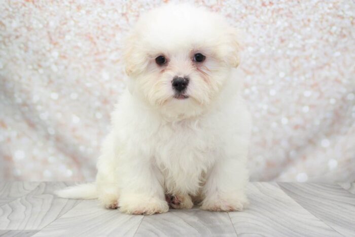 Kurt- Friendly Male Shih-Poo Puppy - Image 2