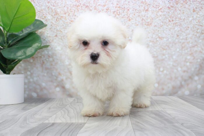 Kurt- Friendly Male Shih-Poo Puppy