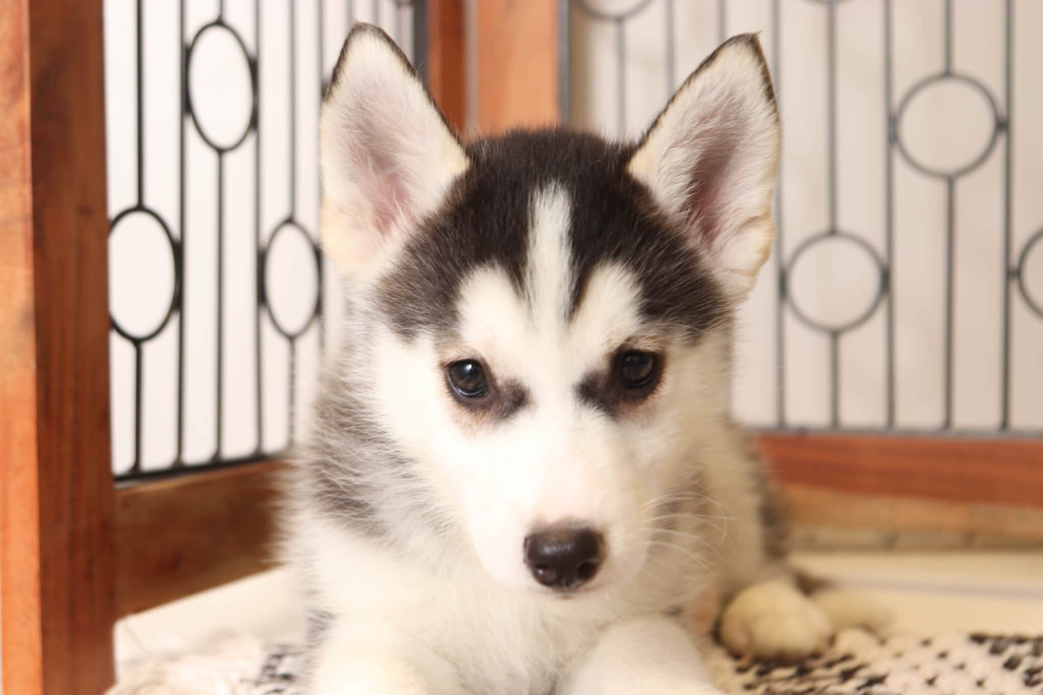 Kyle - Amazing Little Male Pomsky Puppy - Image 2