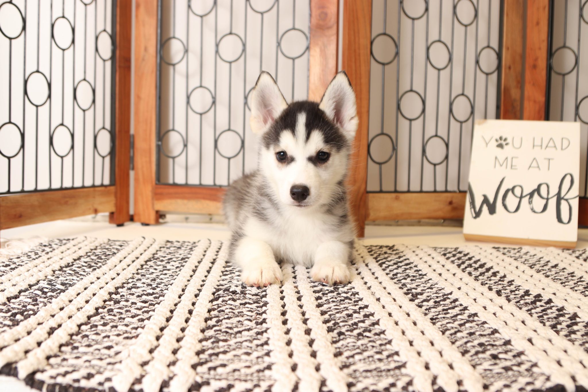 Kyle - Amazing Little Male Pomsky Puppy - Image 3