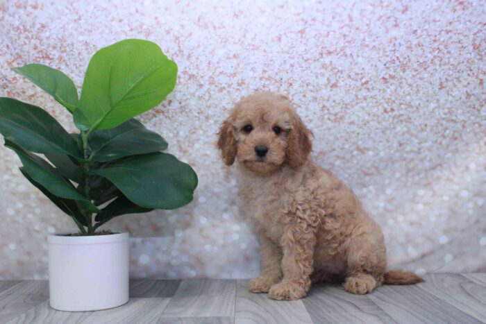 Lady- Gentle Female Cavapoo Puppy - Image 4