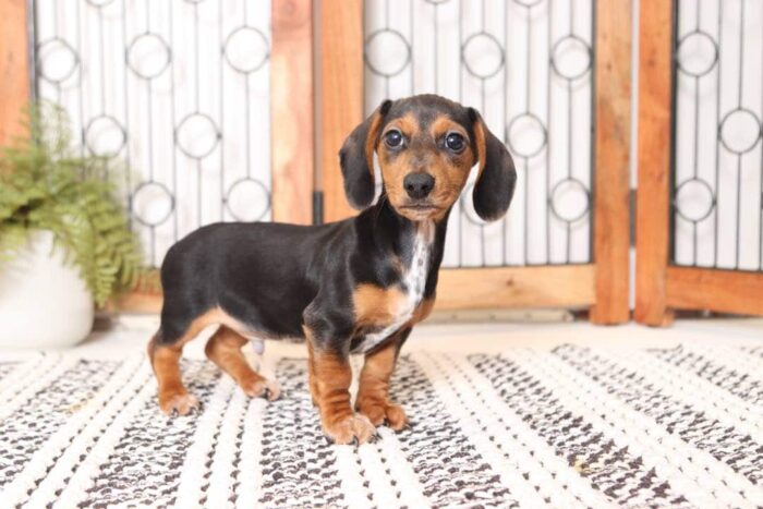 Twix - Great ACA Male Mini Dachshund Puppy