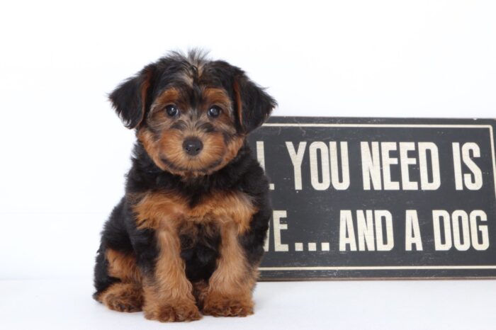 Lady- Very Sweet Female Yorkie-Poo Puppy