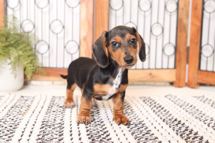 Twix - Great ACA Male Mini Dachshund Puppy - Image 2