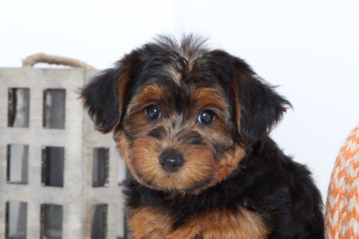 Lady- Very Sweet Female Yorkie-Poo Puppy - Image 2